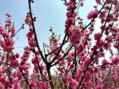 -南汇桃花村