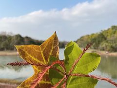 -上海海湾国家森林公园