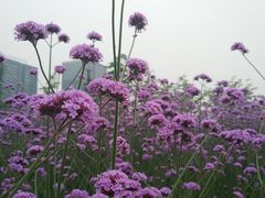 -杭州城北体育公园