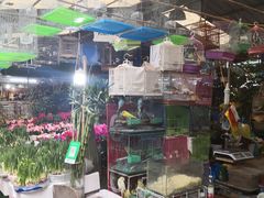 -曲阳花鸟市场(曲阳路店)