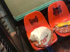 -猫咪博物馆(顶澳仔猫街店)