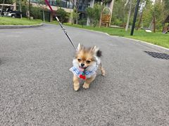 -天宠宠物医院24小时·急重症诊疗中心·全科·腔镜特色(和平分院)