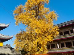 -上海青龙寺
