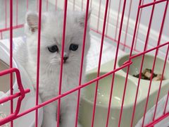 -欣宠猫屋·矮脚拿破仑·蓝金金渐层