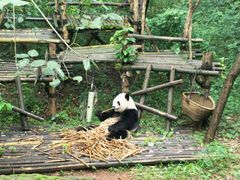 门面-成都大熊猫繁育研究基地