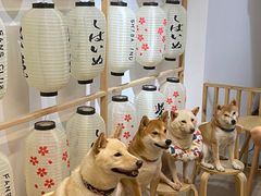 -柴迷FANS CLUB·柴犬狗咖·猫咖