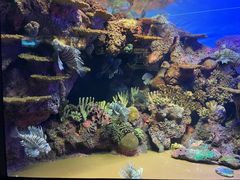 -上海海洋水族馆