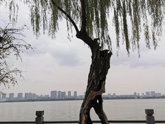 -无锡蠡湖国家湿地公园-蠡园
