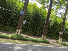 -黄海国家森林公园