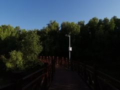 -大亚湾红树林城市湿地公园