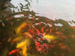 -莲湖公园