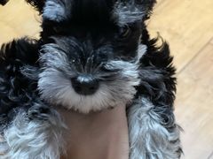 -瑞派康怡24h宠物医院·犬猫医疗中心·微创绝育(瑞景分院)