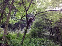 -西岭雪山大飞水景区