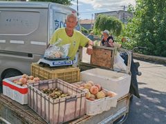 -苏家坨柳林村二月兰花海