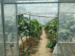 -马陆小张葡萄园农家乐