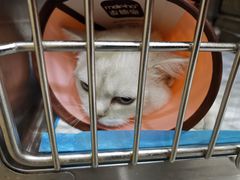 -安安宠医宠物医院·异宠·犬猫内科(岳阳分院)