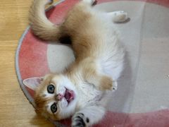 -青奢宠物·青奢猫舍