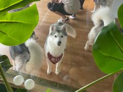 -Husky Go! 哈士奇体验馆·宠物咖啡厅狗咖