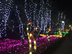 -杭州湾海上花田景区