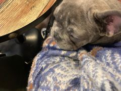 -柯斗斗主题餐厅·狗咖·围炉煮茶·茶饮(国瑞升平里店)