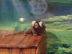 DSC04604-上海大自然野生昆虫馆