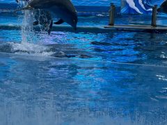 -海合安成都极地海洋公园