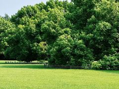 -上海共青森林公园