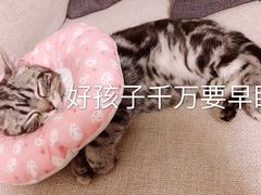 -猫大福·Fortune Cat猫舍(百子湾店)