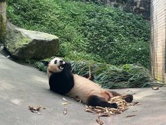 -都江堰中华大熊猫苑