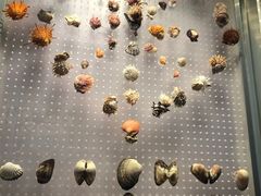 -贝林大翅鲸简餐厅(国家海洋博物馆店)