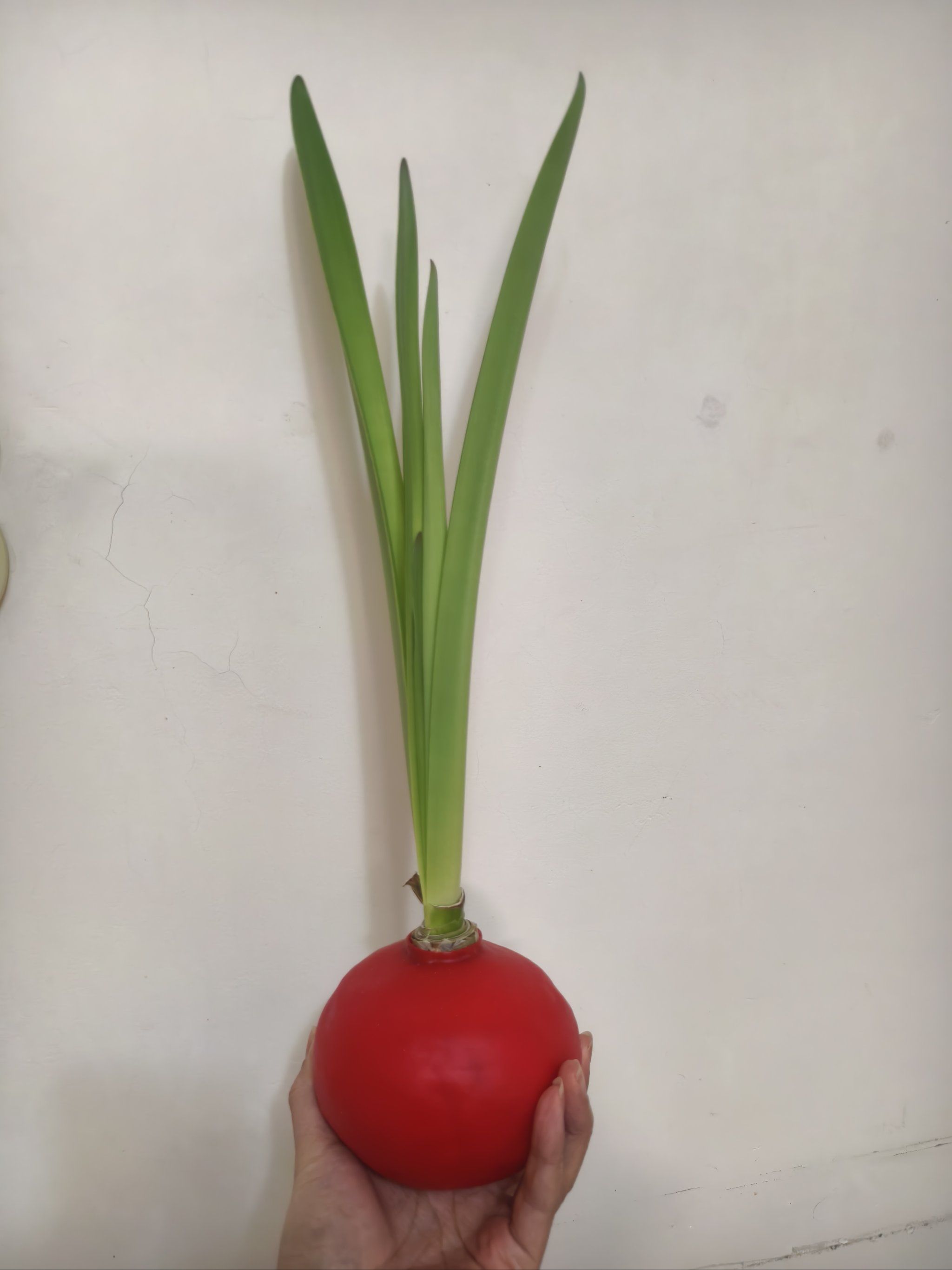 朱顶红叶子长到40cm却迟迟不抽花剑正常吗?