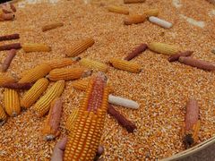 -白鹿原影视城