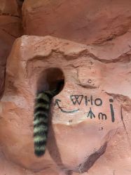 -Zoolung Zoolung动物主题公园(海信广场店)