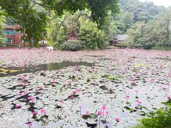-野象谷景区