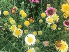 -北纬44度·金珠花海休闲农业旅游景区