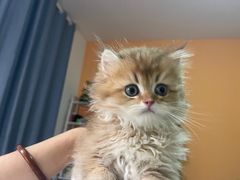 -欣宠猫屋·矮脚拿破仑·蓝金金渐层