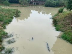 -中国扬子鳄村