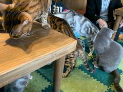 -猫猫幼稚园·撸猫·桌游·电玩