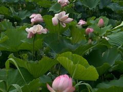 -七的湖·晚芳亭·阳澄湖农家菜·大闸蟹(莲花岛店)