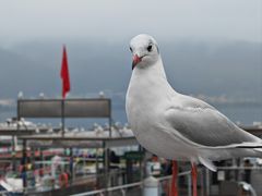 -海埂大坝