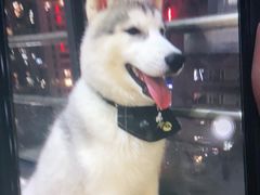 -Husky Go! 哈士奇体验馆·宠物咖啡厅狗咖