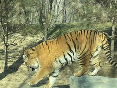 -北京野生动物园