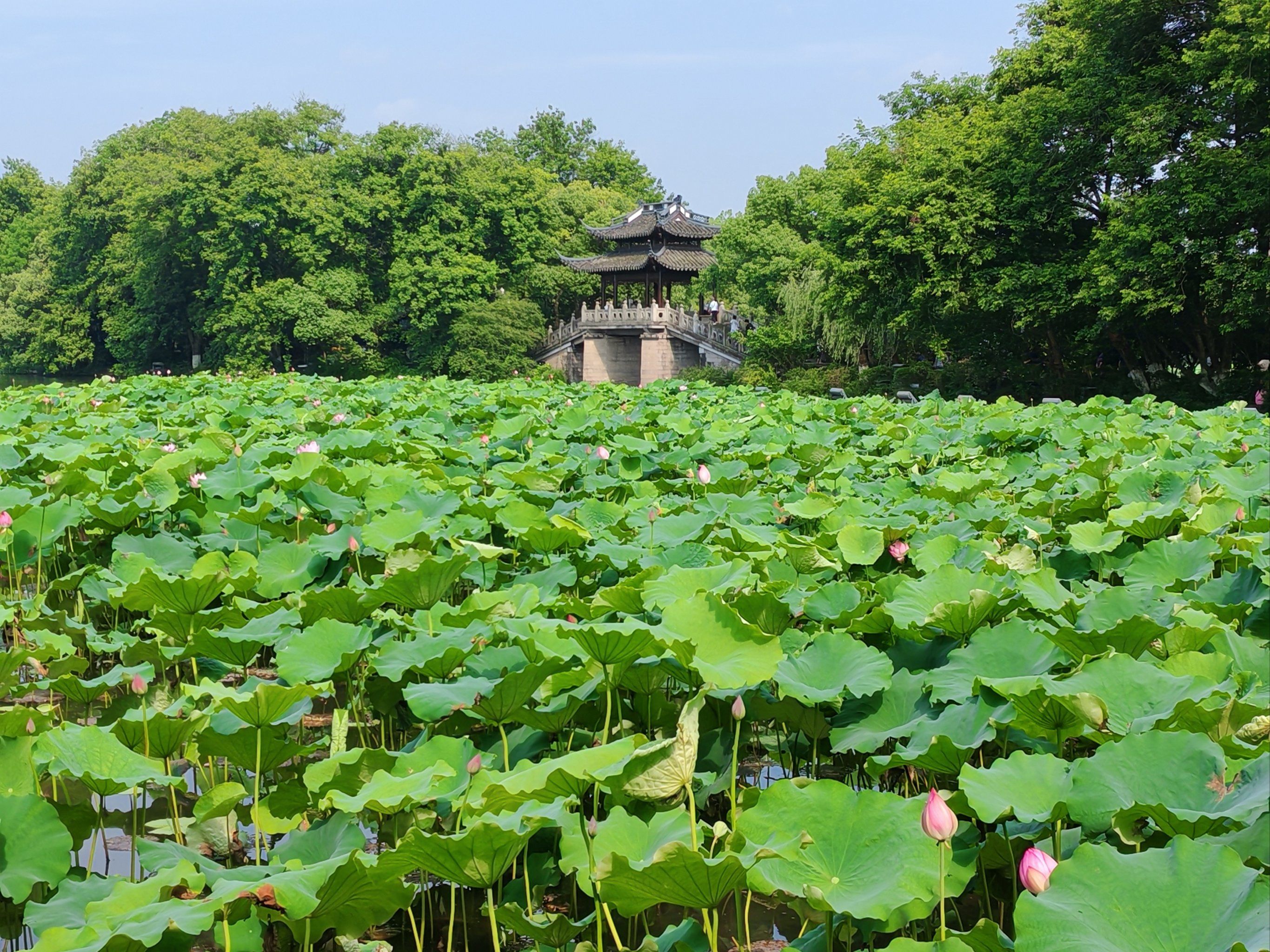 打卡杭州西湖曲院风荷景区