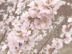 -塘沽森林公园