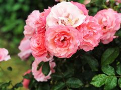 -鹅湖玫瑰文化园