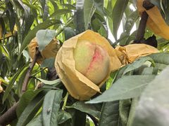 -老袁家蜜桃农场·阳山水蜜桃