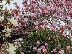 -八大山人梅湖景区