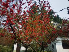 -棠湖公园