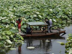 -荷塘月色湿地公园·向阳花洲