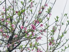 -天门沟九州驿站树上汤泉